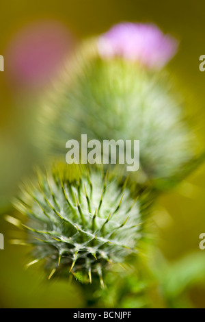 Inghilterra Northumberland Corbridge Spear Thistle Circium vulgare che cresce in un campo nei pressi di Corbridge Foto Stock