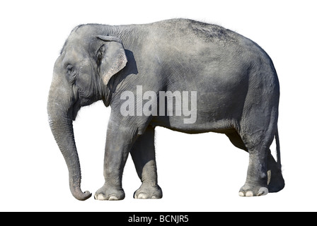 Elefante africano allo zoo isolati su sfondo bianco Foto Stock