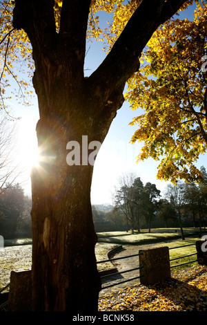 Bellissimo paesaggio foresta con raggi solari rendendo il modo attraverso gli alberi Foto Stock