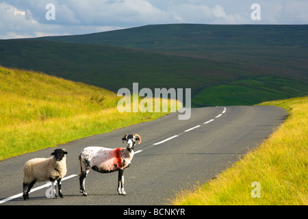 Inghilterra Northumberland North Pennines Country Road in esecuzione attraverso la drammatica Pennine scenario in area di eccezionale bellezza Foto Stock