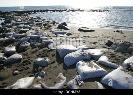 I sacchi di sabbia usati come barriera sulla riva del mare Foto Stock