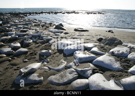 I sacchi di sabbia usati come barriera sulla riva del mare Foto Stock