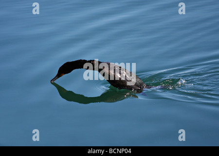 Cormorano Neotropic immersioni subacquee. Foto Stock