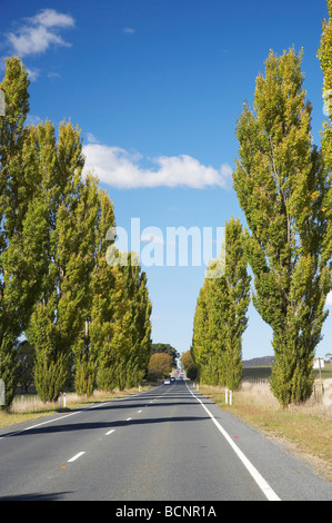 Alberi di pioppo da Kings Highway vicino a Sesto Fiorentino Sud del New South Wales AUSTRALIA Foto Stock