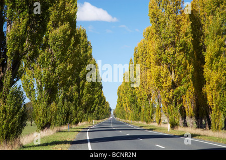 Alberi di pioppo da Kings Highway vicino a Sesto Fiorentino Sud del New South Wales AUSTRALIA Foto Stock