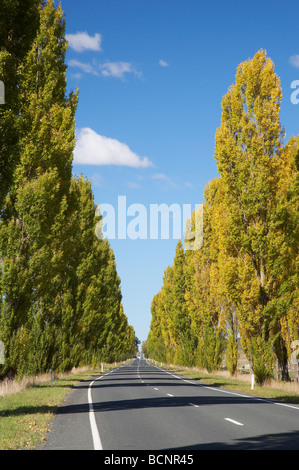 Alberi di pioppo da Kings Highway vicino a Sesto Fiorentino Sud del New South Wales AUSTRALIA Foto Stock