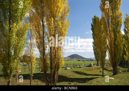 Alberi di pioppo e terreni agricoli da Kings Highway vicino a Sesto Fiorentino Sud del New South Wales AUSTRALIA Foto Stock