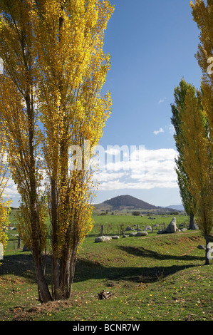 Alberi di pioppo e terreni agricoli da Kings Highway vicino a Sesto Fiorentino Sud del New South Wales AUSTRALIA Foto Stock