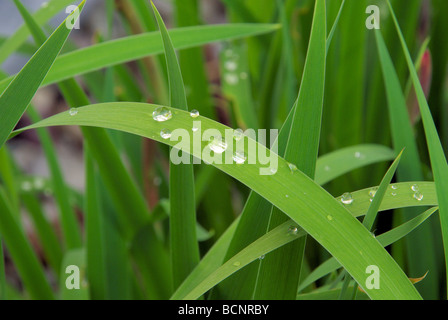 Wassertropfen auf Blatt waterdrop sulla lamina 06 Foto Stock