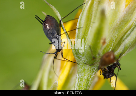 Questi sono gli afidi del genere Uroleucon, probabilmente Uroleucon cfr murale. Foto Stock