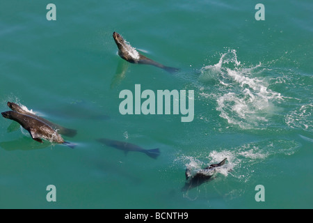Le foche nuotare e giocare in mare a Dassen Island Foto Stock