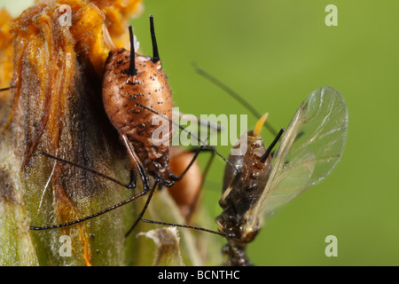 Questi sono gli afidi del genere Uroleucon, probabilmente Uroleucon cfr murale. Quello sulla sinistra apparentemente porti vespe parassita Foto Stock