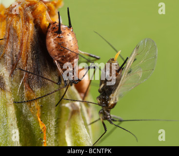 Questi sono gli afidi del genere Uroleucon, probabilmente Uroleucon cfr murale. Quello sulla sinistra apparentemente porti vespe parassita Foto Stock