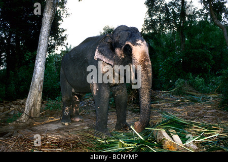 elefante Foto Stock