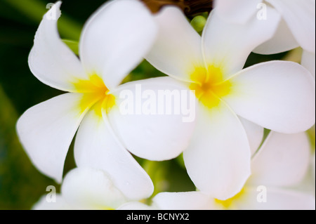 Due frangipani fiorisce Foto Stock