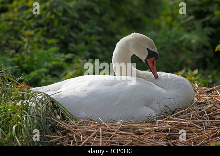 Cigno Cygnus olor seduta sul nido Foto Stock