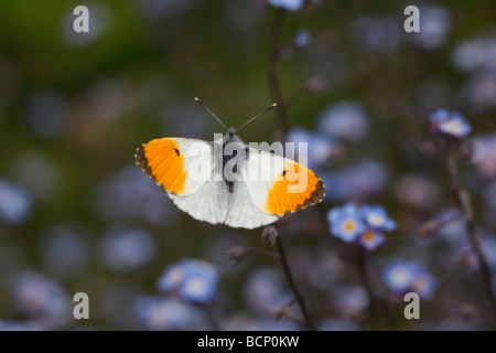 Punta arancione Anthocharis cardamines maschio su forgetmenot Foto Stock