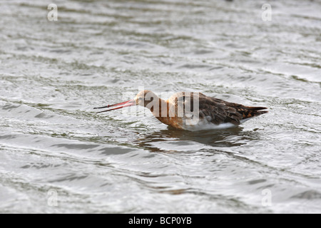 Nero tailed godwit Limosa limosa alimentazione femmina in acqua poco profonda Foto Stock