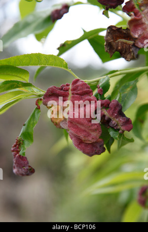 Peach leaf curl Taphrina reumatoide close up su foglie di mandorla Foto Stock