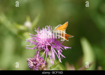 Piccola skipper Thymelicus sylvestris femmina di alimentazione su thistle Foto Stock