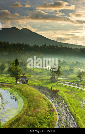 Bue guidato aratro in campi di riso terrazzati nr Tirtagangga all'alba con il picco vulcanico di Gunung Lempuyang, Bali, Indonesia Foto Stock