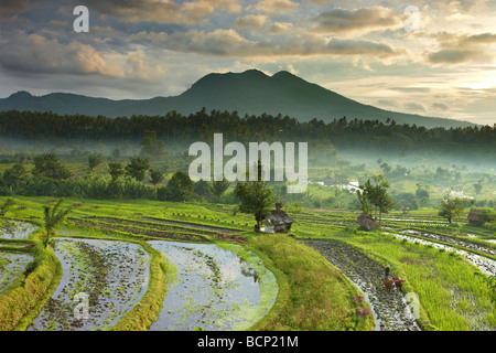 Bue guidato aratro in campi di riso terrazzati nr Tirtagangga all'alba con il picco vulcanico di Gunung Lempuyang, Bali, Indonesia Foto Stock