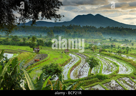 Bue guidato aratro in campi di riso terrazzati nr Tirtagangga all'alba con il picco vulcanico di Gunung Lempuyang, Bali, Indonesia Foto Stock