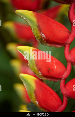 Un insetto su un heliconia pendula , Bali, Indonesia Foto Stock