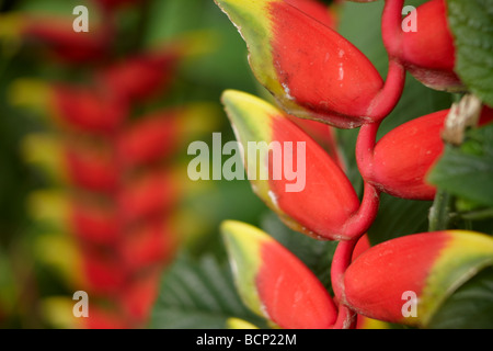 Dettaglio di un heliconia pendula, Bali, Indonesia Foto Stock