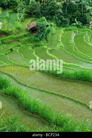 I campi di riso terrazzati, vicino Tirtagangga, Bali, Indonesia Foto Stock