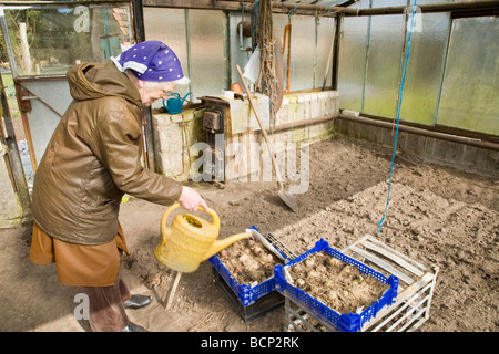 Alte Bäuerin gießt Frühkartoffeln in einem Gewächshaus Foto Stock