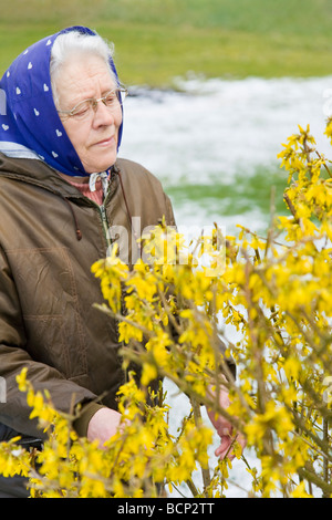 Frau in ihren Siebzigern mit Kopftuch kontrolliert die Entwicklung eines Forsitia Forsythienstrauchs auf ihrem Bauernhof Foto Stock