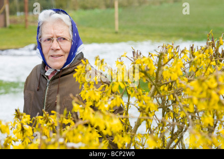 Frau in ihren Siebzigern mit Kopftuch kontrolliert die Entwicklung eines Forsitia Forsythienstrauchs auf ihrem Bauernhof Foto Stock