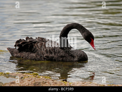 Black Swan (Cygnus atratus) Foto Stock