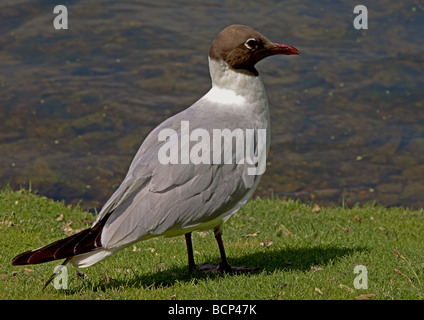 A testa nera (gabbiano Chroicocephalus ridibundas) Foto Stock