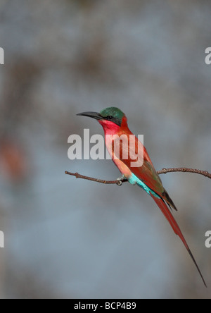 Southern Carmine Gruccione (Merops nubicus nubicoides), Zambia,Africa Foto Stock