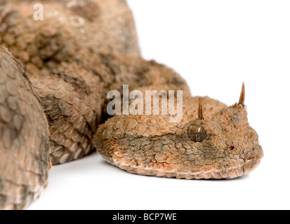 Saharan vipera cornuta, Cerastes cerastes, di fronte a uno sfondo bianco, studio shot Foto Stock