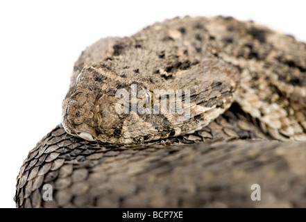 Puff africana sommatore snake, Bitis arietans, di fronte a uno sfondo bianco, studio shot Foto Stock