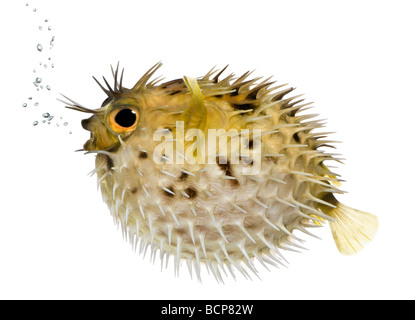 Allungate la spina dorsale porcupinefish, noto anche come balloonfish spinoso pesce, Diodon holocanthus, di fronte a uno sfondo bianco Foto Stock