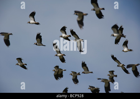 Gregge Pavoncella Vanellus vanellus Charadridae Foto Stock