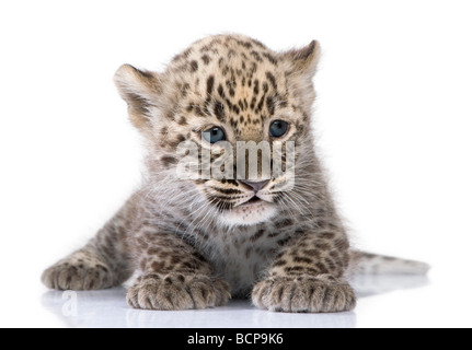 Il persiano leopard Cub, 6 settimane di età, di fronte a uno sfondo bianco, studio shot Foto Stock