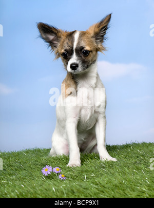 Chihuahua cucciolo seduto sull'erba contro il cielo blu, studio shot Foto Stock