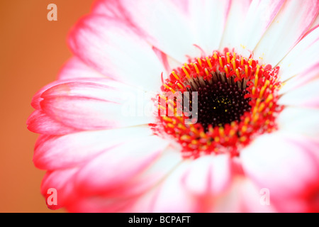 Fresca e pura immagine contemporanea di una punta rossa gerbera arte fotografia Jane Ann Butler JABP Fotografia368 Foto Stock