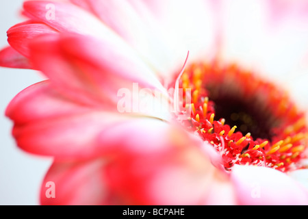 Fresca e pura immagine contemporanea di un bianco con punta rossa gerbera arte fotografia Jane Ann Butler JABP Fotografia366 Foto Stock