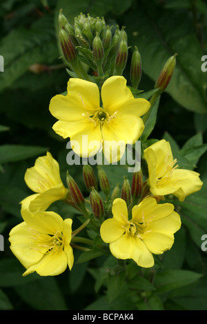 Piccolo fiore sera-primrose Oenothera cambrica presi in Croxteth Hall giardino murato, Liverpool, England, Regno Unito Foto Stock