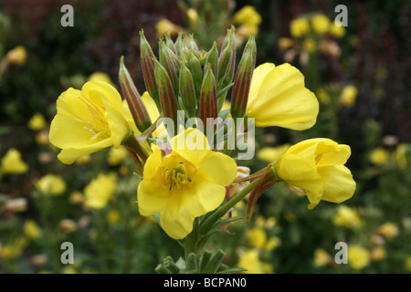 Piccolo fiore sera-primrose Oenothera cambrica presi in Croxteth Hall giardino murato, Liverpool, England, Regno Unito Foto Stock