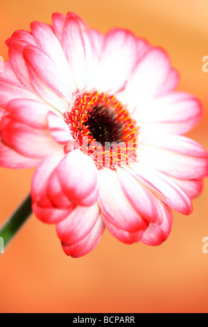 Una seducente gerbera arte fotografia Jane Ann Butler JABP Fotografia369 Foto Stock