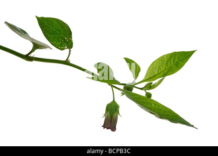 La mortale Nightshade belladonna fiore Foto Stock