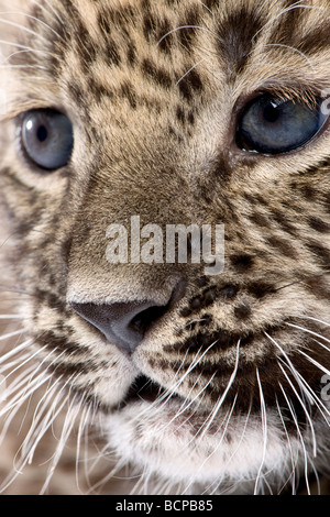 Close-up su un leopardo persiano Cub, 6 settimane di età, di fronte a uno sfondo bianco, studio shot Foto Stock