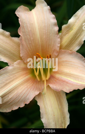 Giglio di giorno Hemerocallis 'Nob Hill' presi in Croxteth Hall giardino murato, Liverpool, England, Regno Unito Foto Stock